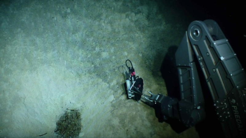 Illustration for article titled The First Pictures of Life in the Deepest Ocean Vents Ever Discovered